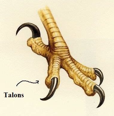 talon meaning slang|what are bird claws called.